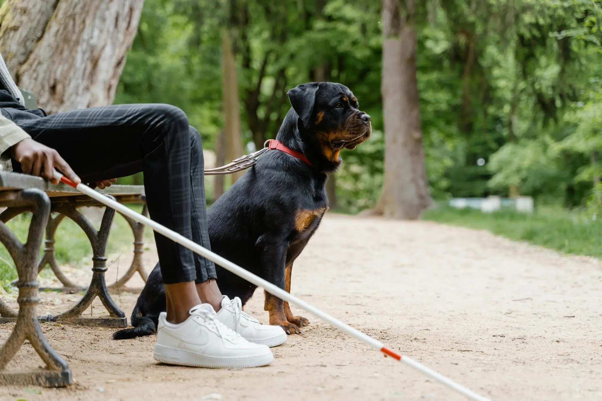 Difference Between Service, Emotional Support Animals and Pets: A Guide for Nashville Landlords